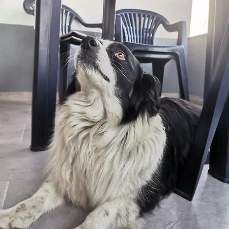 Jelly * فيسوكو